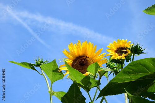 Sonnenblumen vor strahlend blauen Himmel - isoliert und freigestellt