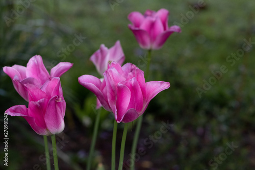 pink tulips in the garden