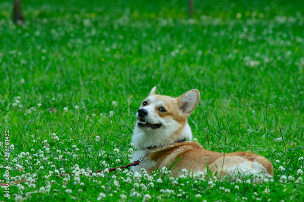 corgi corgi