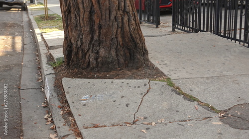 Roots of a mature tree cracking and destroying the sidewalk