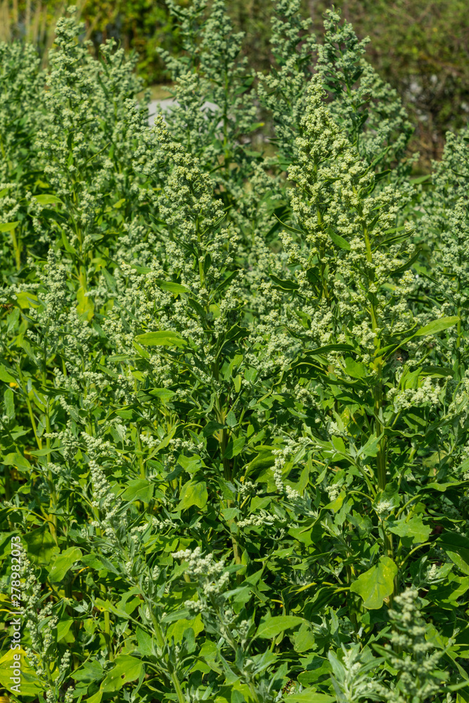 Quinoa Quinoa