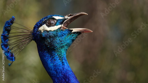 Peacock calling out during mating season