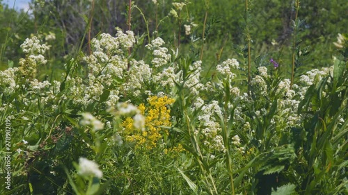 White meadow flower yarrow on natural background. Selective focus photo