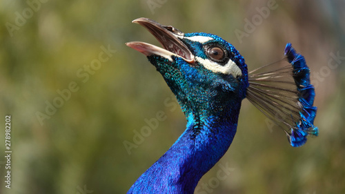 Peacock calling out