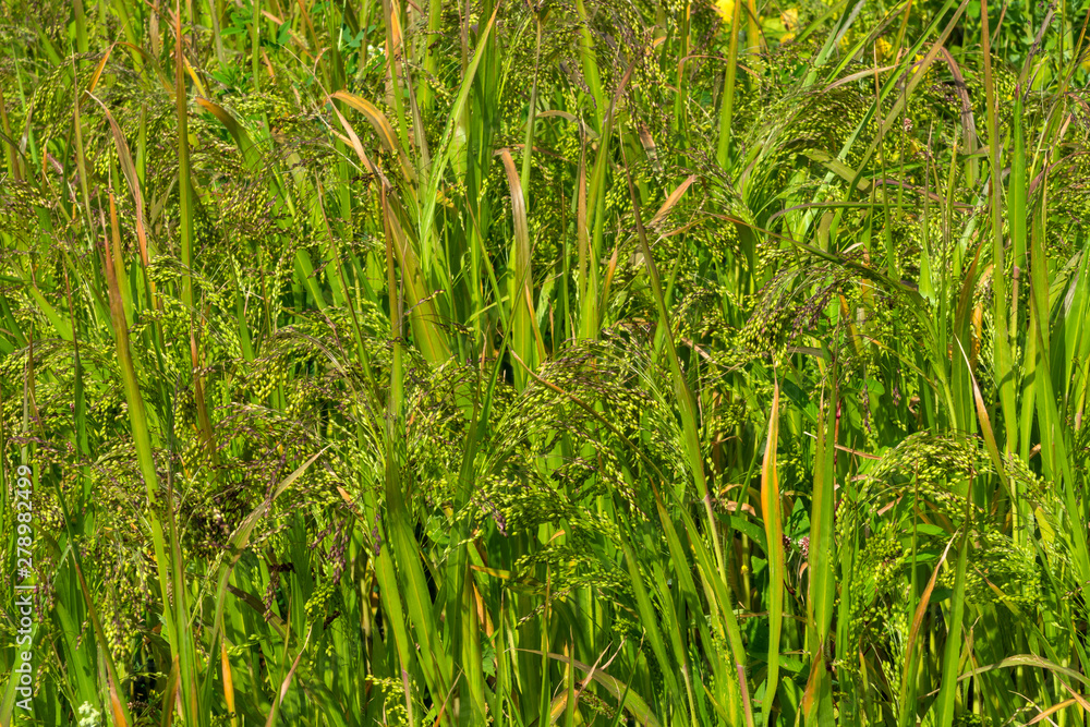 Obraz premium Rispenhirse