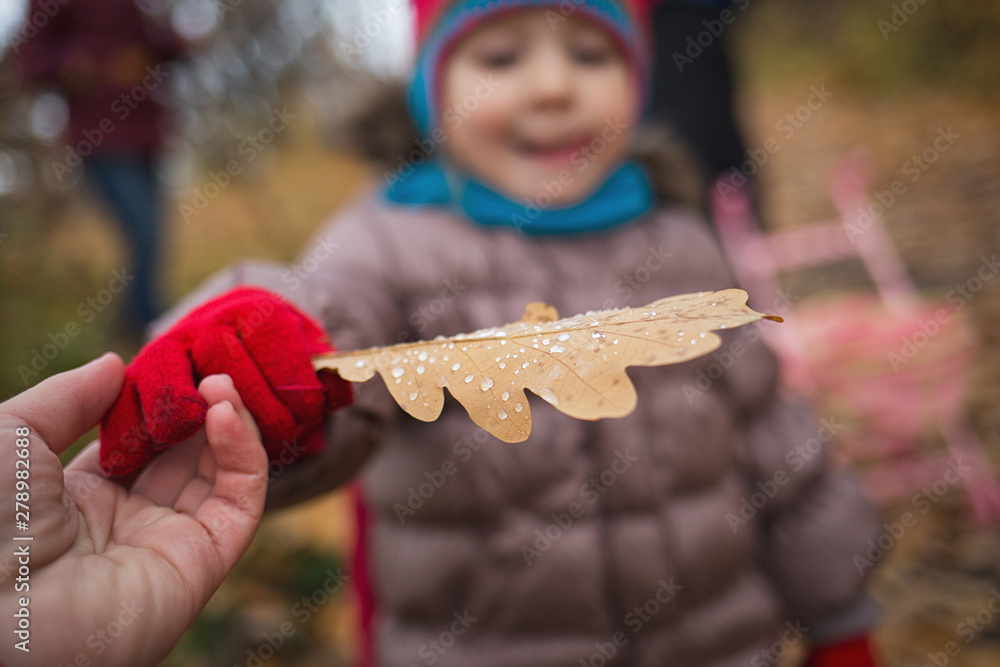 little child, baby girl playing leaves in the autumn on the nature walk outdoors. oak leaf raindrops in hand closeup little child, baby girl playing leaves in the autumn on the nature walk outdoors. oak leaf raindrops in hand closeup