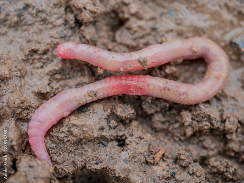 Earthworms in black soil of greenhouse. Macro Brandling, panfish, trout, tiger, red wiggler, Eisenia fetida..Garden compost and worms recycling plant waste into rich soil improver and fertilizer