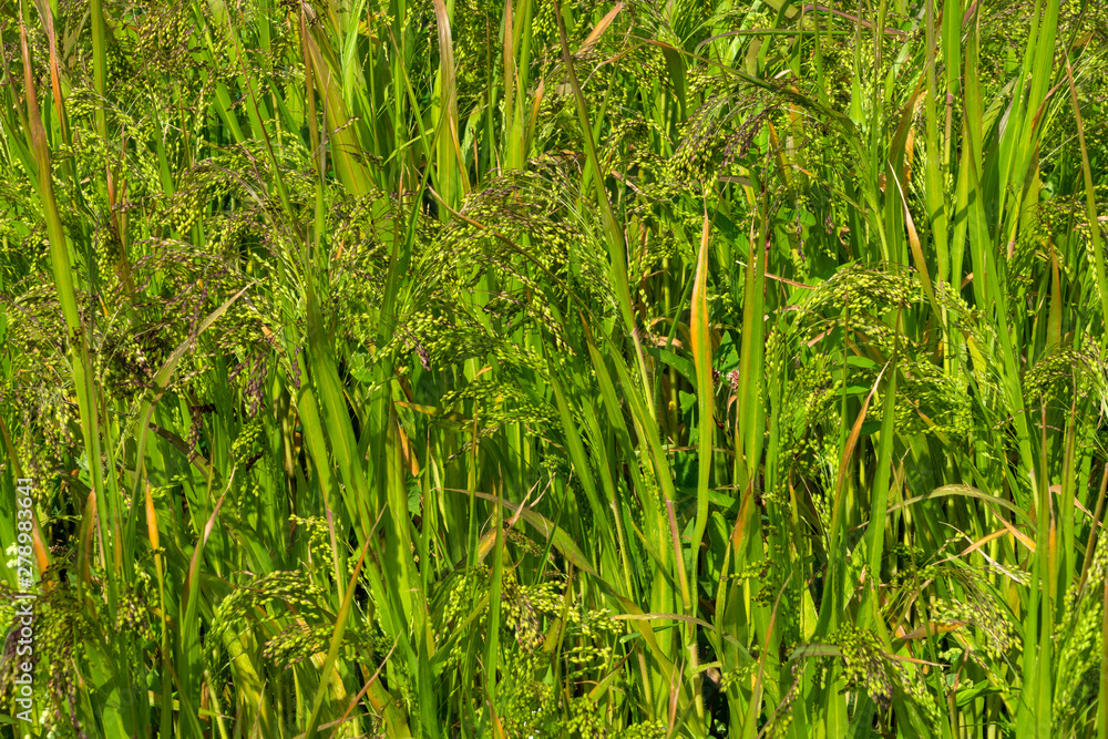 Fototapeta premium Rispenhirse