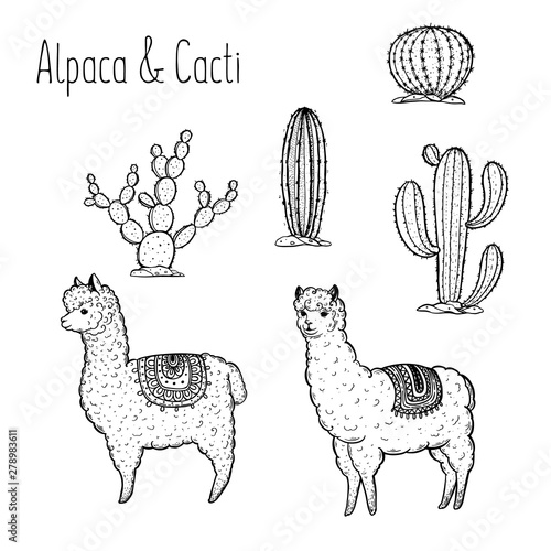 Alpaca Hand drawn vector illustration. Cute llamas and cactus. Alpaca, llama, cactus background.