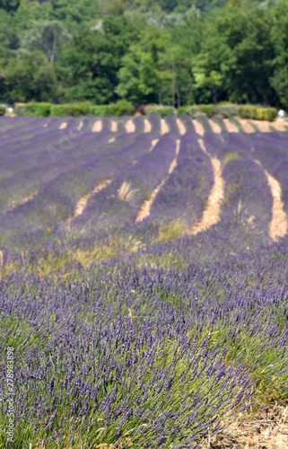 Beautiful Lavender at Senanque Abbey in the Provence, Southern France