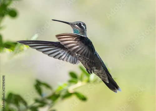 Blue-throated Hummingbird (Lampornis clenenciae) in Flight