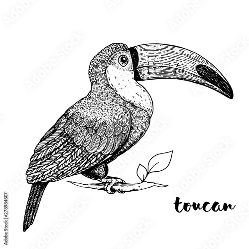Toucan sketch, vector illustration. Hand drawn toucan bird. Engraved illustration. Toucan sitting on a branch. Hand drawn sketch