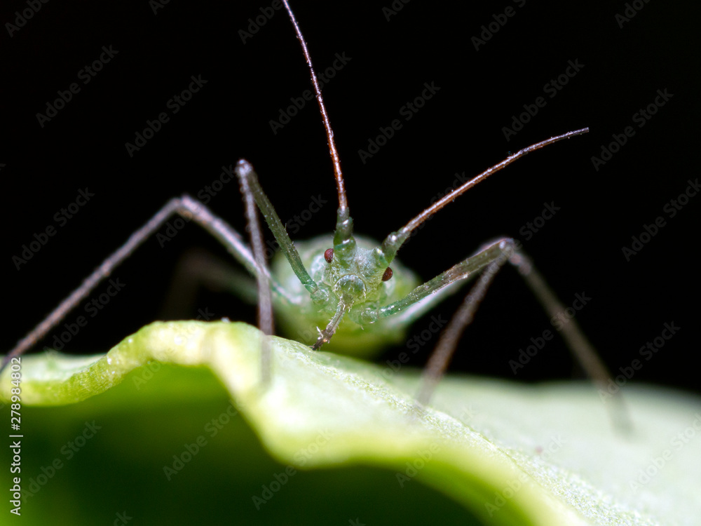 green aphid, Family Aphididae, close-up portrait on a leaf, front view green aphid, Family Aphididae, close-up portrait on a leaf, front view