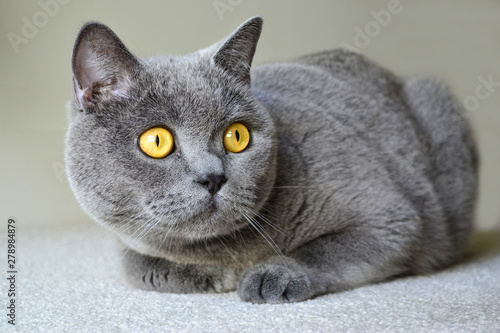 British shorthair cat with blue gray fur