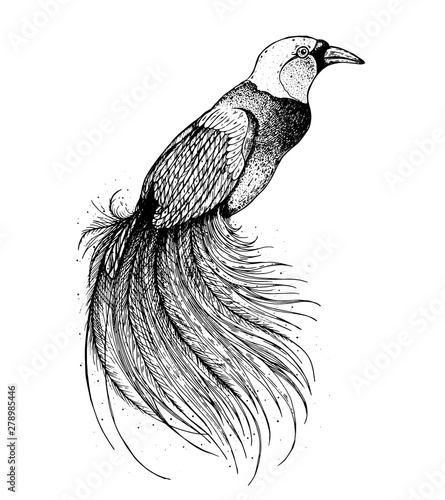 Bird of paradise sketch, vector illustration. Hand drawn purple bird of paradise. Engraved illustration. Hand drawn sketch.