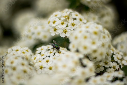 A fly i the white flowers photo