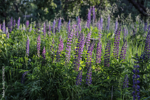 field of purple flowers lupins