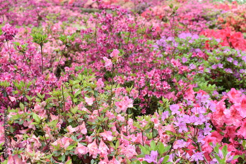 pink flower