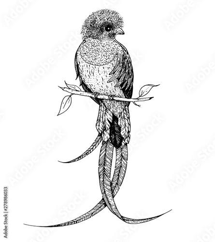 Quetzal sketch, vector illustration. Hand drawn quetzal bird. Engraved illustration. Quetzal sitting on a branch. Hand drawn sketch.