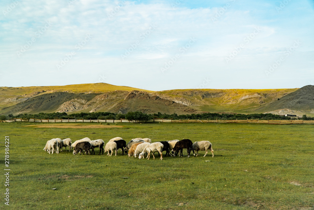 sheep graze