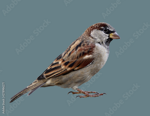 Sparrow bird on isolated background.
