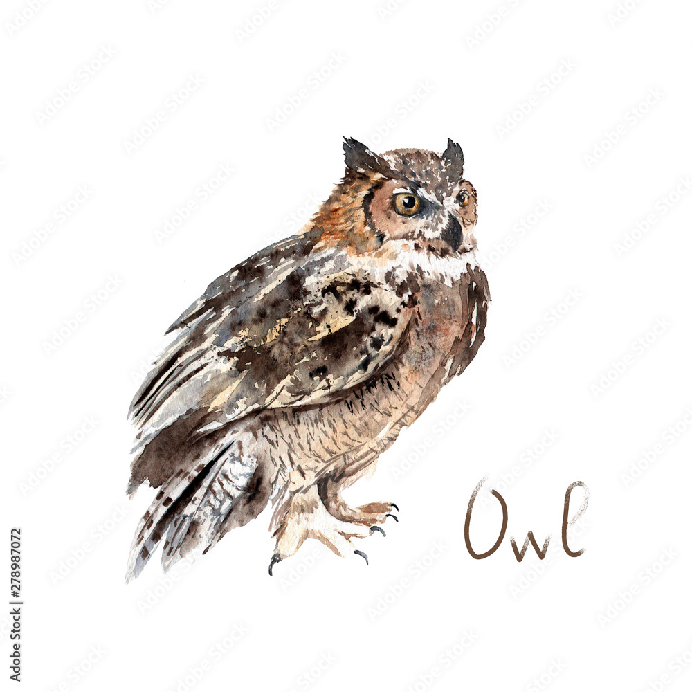 Naklejka premium watercolor drawing of a forest animal - owl
