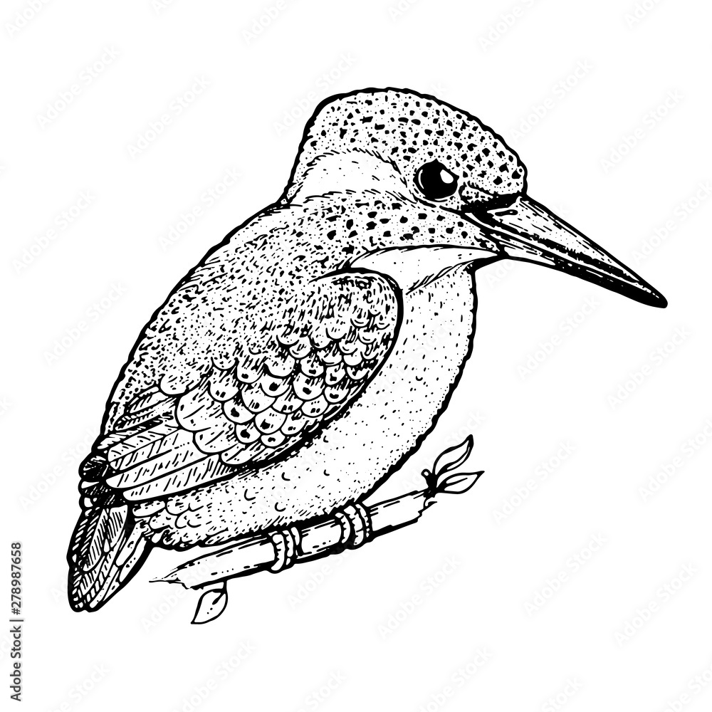 Obraz premium Kingfisher sketch, vector illustration. Hand drawn kingfisher bird. Engraved illustration. Alcedinidae bird sitting on a branch. Hand drawn sketch.