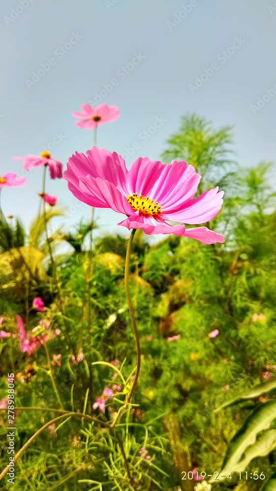 Cosmos Sulphureus .Pink Cosmos Sulphureus in the Afternoon Cosmos Sulphureus .Pink Cosmos Sulphureus in the Afternoon