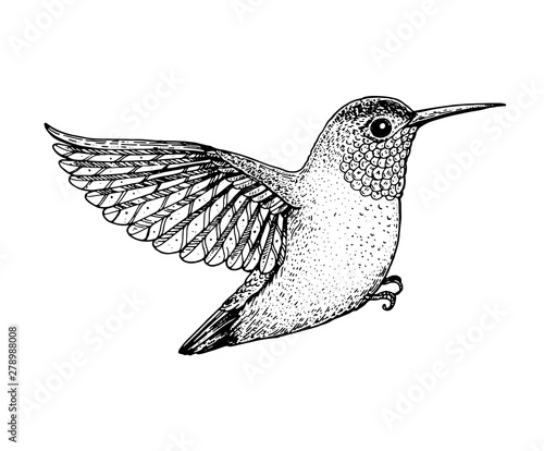 Colibri sketch, vector illustration. Hand drawn flying colibri bird. Engraved illustration. Hummingbird sketch.