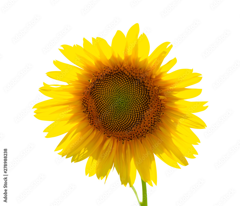 Fototapeta premium Sunflower flower nature on white background isolation