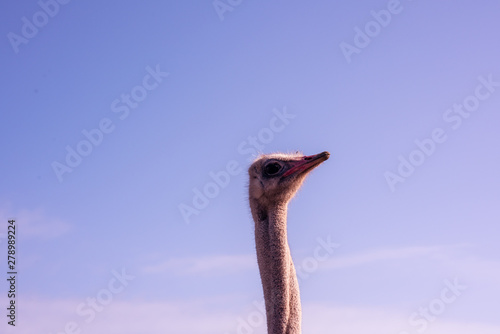 Close up shot of ostrich head