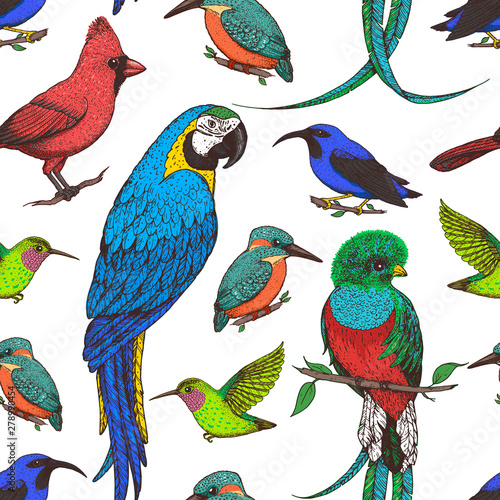 Seamless pattern with red cardinal bird, hummingbird, kingfisher, quetzal, ara parrot, purple honeycreeper. Animals illustration. Tropical birds. Hand drawn vector illustration.