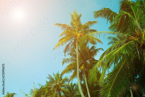 abstract coconut tropical trees island in the morning clear sky scenery background with sunlight for summer season holiday concept