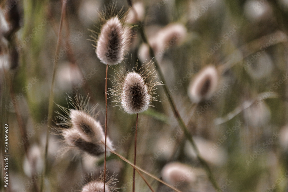 Obraz premium plantes