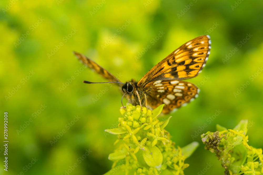 Close up orange butterfly on the flower. Closeup Orange Butterfly. Closeup of a beautiful butterfly with orange and black wings. Green grass on a sunny day. Close up orange butterfly on the flower. Closeup Orange Butterfly. Closeup of a beautiful butterfly with orange and black wings. Green grass on a sunny day.