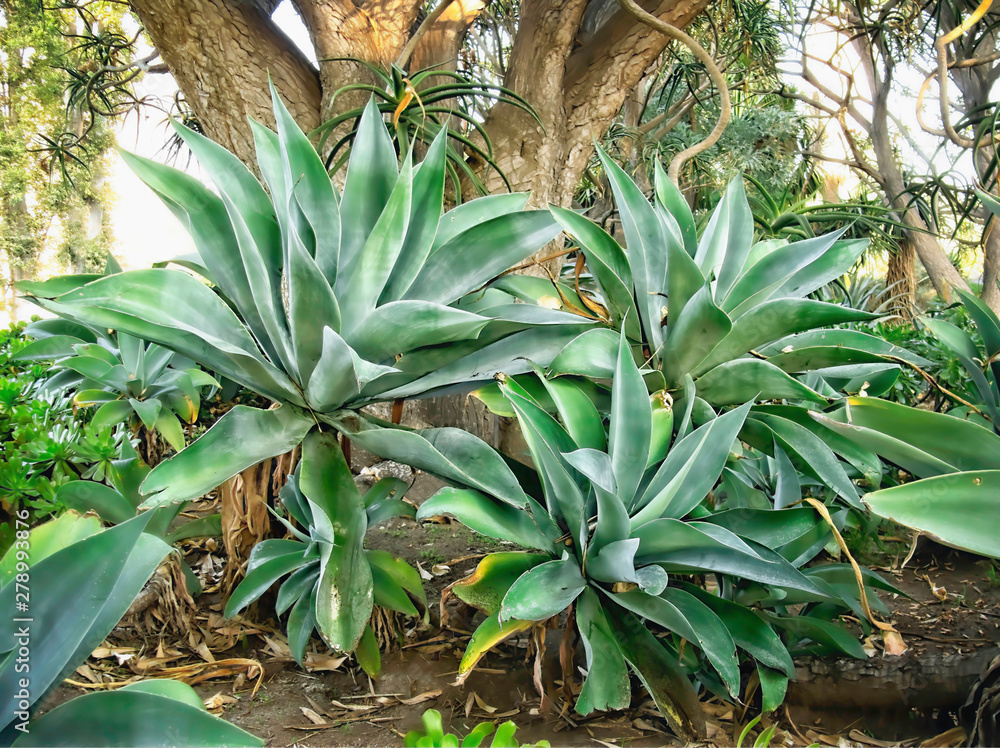 Aloe Trio Aloe Trio