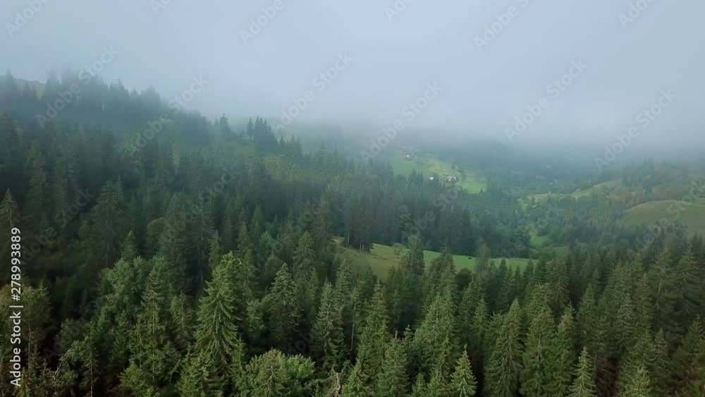 Aerial view camera is moving over pine foggy alpine forest. Shot in 4k, bird's eye Aerial view camera is moving over pine foggy alpine forest. Shot in 4k, bird's eye