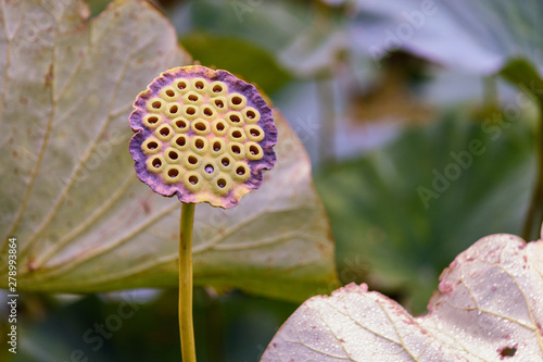 A lonely lotus flower with some fallen leaves on a background of  large green leaves photo