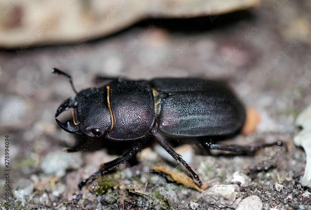 Macro eines Waldbock (Spondylis buprestoides) Macro eines Waldbock (Spondylis buprestoides)