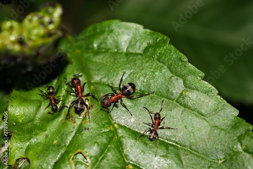 Ameisen auf einem Blatt