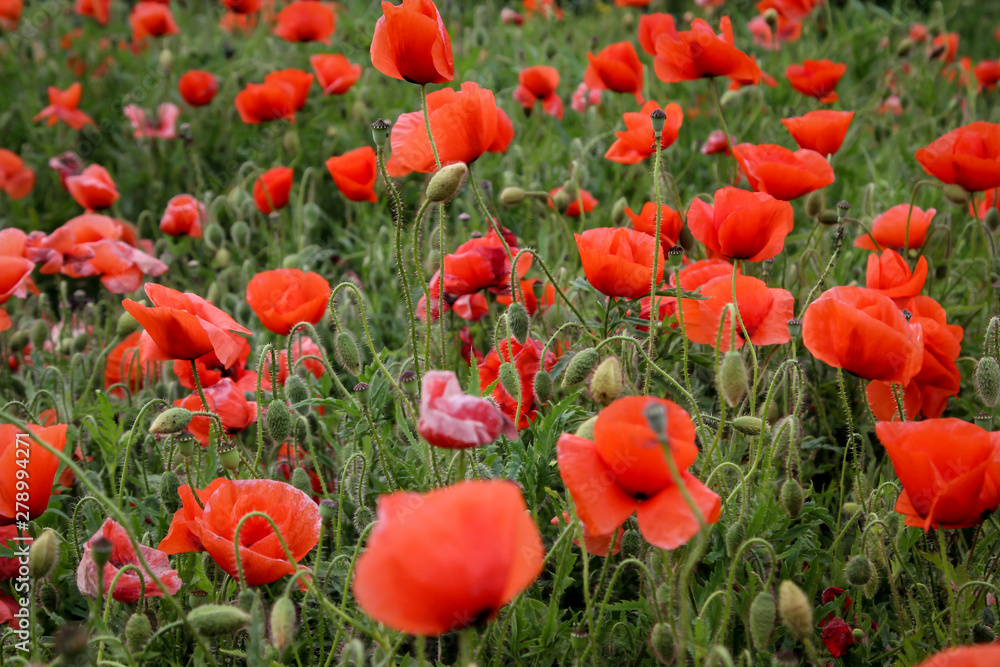 Fototapeta premium Wiese im Sommer mit Mohnblumen
