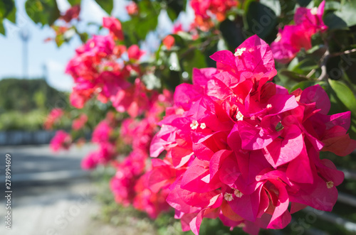 red bougainvillea flowers