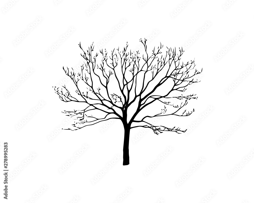Fototapeta premium Black tree silhouette isolated on white background. Vector illustration