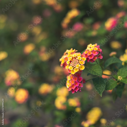 nature flowers background