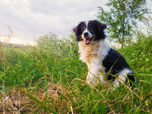 Happy border collie dog seated on the countryside green grass field in the middle of the nature looking around enjoying the silence of a sunny day