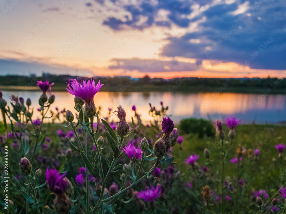 Obraz premium Close up of wild, purple shrub flowers blooming in the meadow near lake over sunset background in a calm summer evening