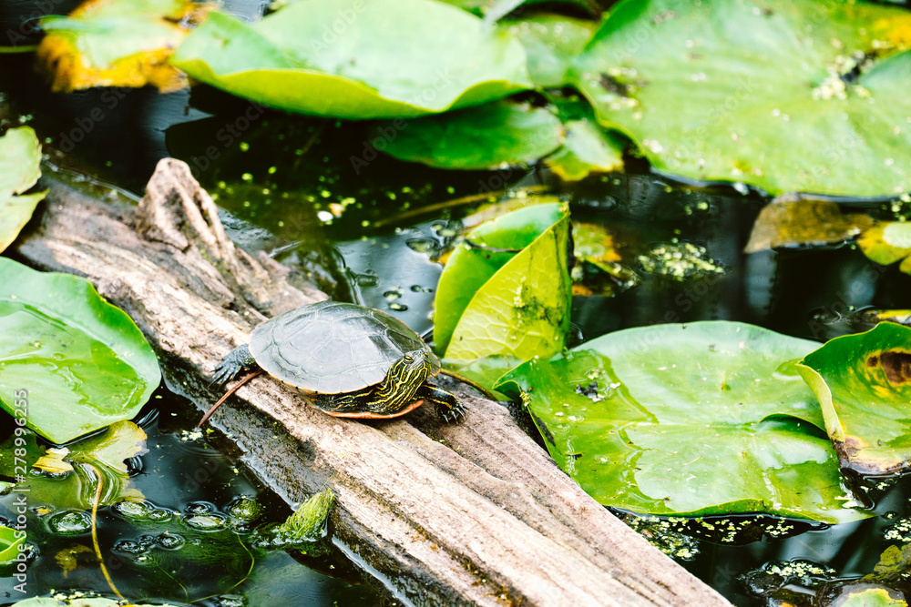 A painted turtle sitting on a log in the middle of a pond A painted turtle sitting on a log in the middle of a pond