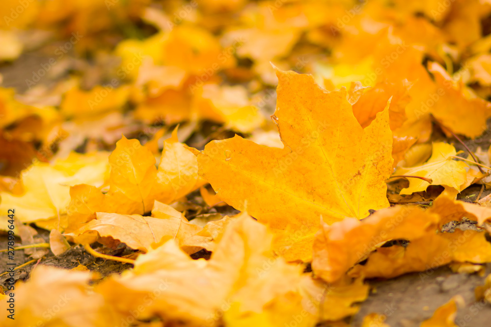 Yellow leaves on the ground. Autumn pattern with fallen leaves. Golden leaves in autumn park. Autumn loneliness. Blurred background Yellow leaves on the ground. Autumn pattern with fallen leaves. Golden leaves in autumn park. Autumn loneliness. Blurred background