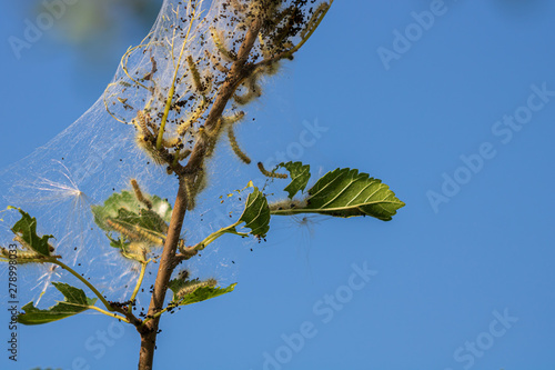 Fall webworms in webbed nest