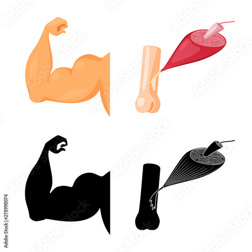 Vector design of fiber and muscular sign. Collection of fiber and body stock symbol for web.